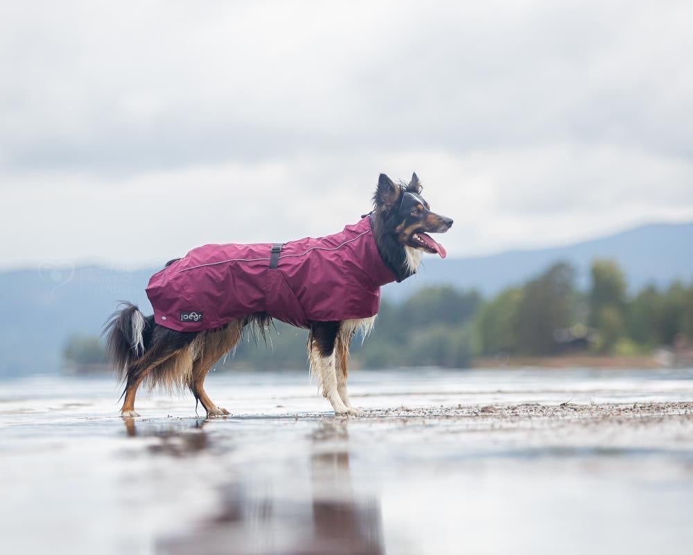 Waterproof Coat For Dogs