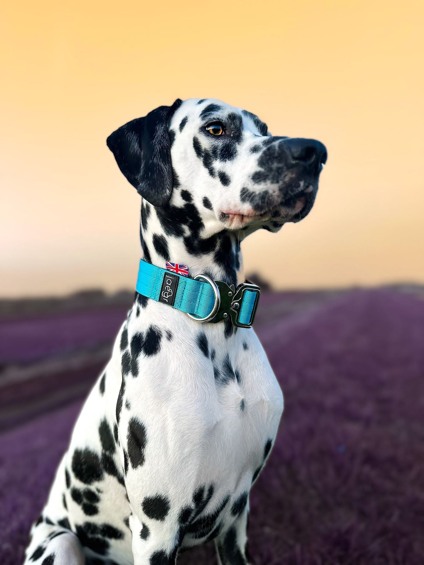 Lined Dog Collar 